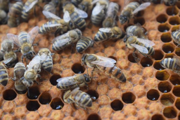 Adoptuj si včielku učiteľku - Dvojdňový včelársky kurz pre začínajúcich včelárov