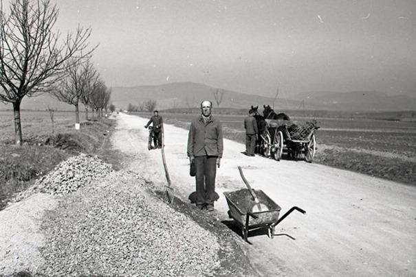 Čerešne vysadené v roku 1938 možno v aleji vidieť dodnes (fotografia z r. 1953).