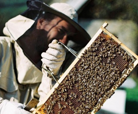 Poradenstvo pre záujemcov o včelárstvo 