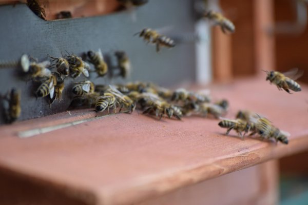 Adoptuj si včielku strážkyňu