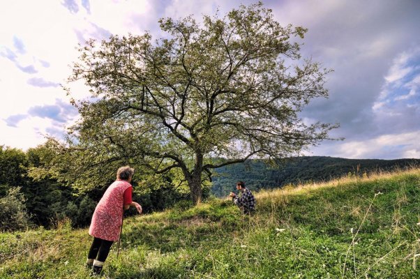Spomienkový strom starej odrody