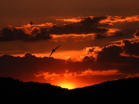 Dážďovnícka pohľadnica