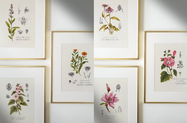 1x Botanická ilustrácia podľa vlastného výberu