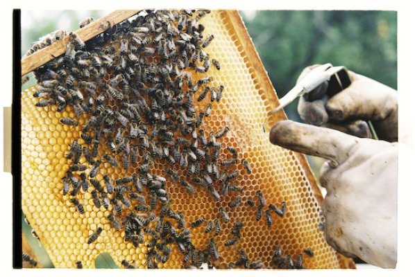 Workshop o včelách a opeľovačoch u vás vo firme 