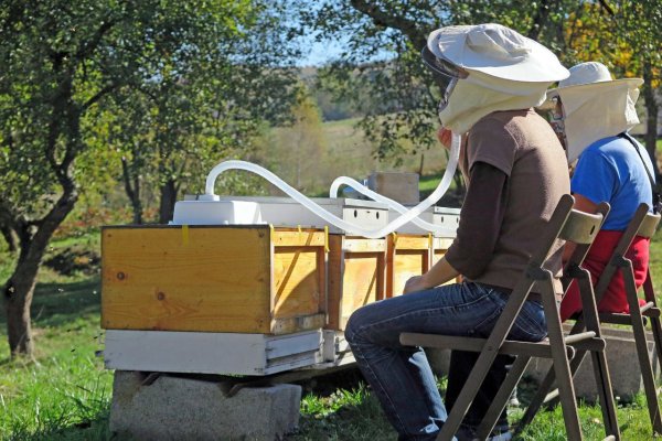Apiterapia - liečenie včelími produktmi