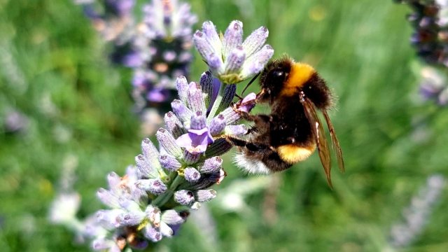 Založená rodina BOMBUS TERRESTRIS s kladúcou matkou a prvými robotnicami