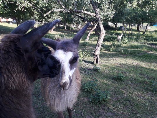 Celodenný pobyt na minifarme s lamami krotkými