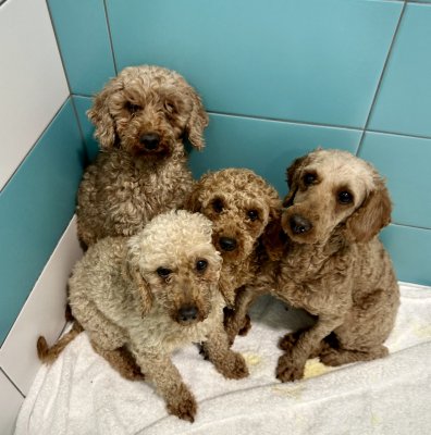 Darcovský certifikát