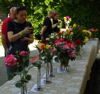 Výstava ruží 