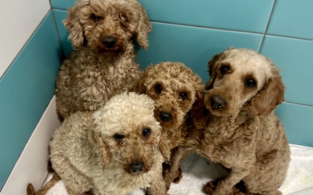 Každá labka si zaslúži domov - Lýceum CSL