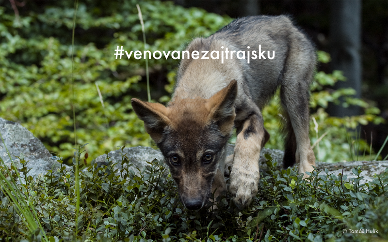 #venovanezajtrajsku FOTOPASCE NA OCHRANU VLKA DRAVÉHO