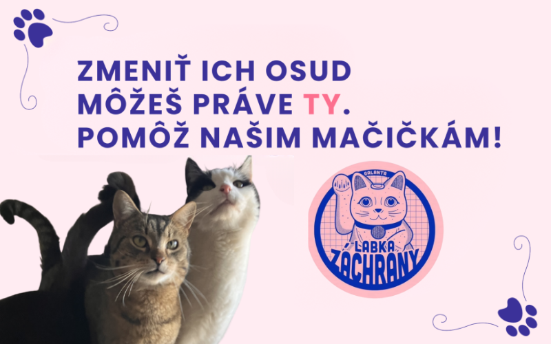 SBG GA: Podaj labku - Pomoc pre mačky, ktoré ju najviac potrebujú