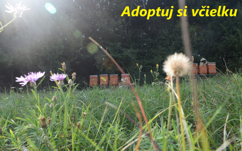 Adoptuj si včielku 