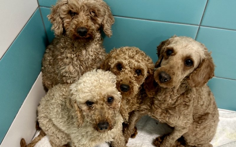 Každá labka si zaslúži domov - Lýceum CSL