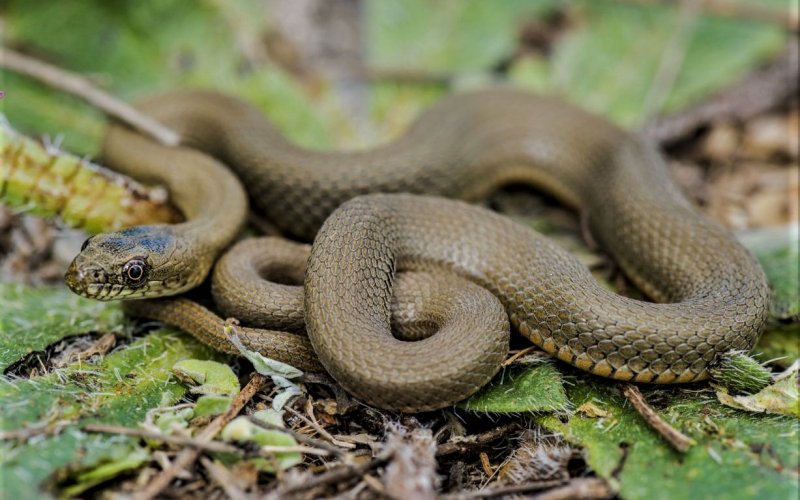 Zoologický výskum - tajomný had v Európe